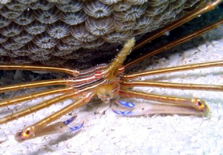 Yellow line arrow crab hiding under coral head by Carl Matisse 