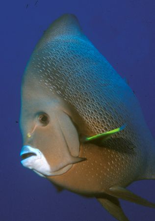Angel fish in La Conga Yabucoa P.R. Nikon N90 20mm wide l... by Candido Gonzalez-Alonso 