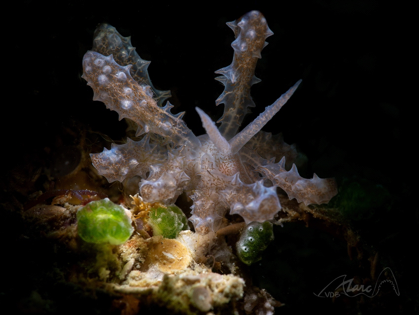nudisun by Marc Van Den Broeck 