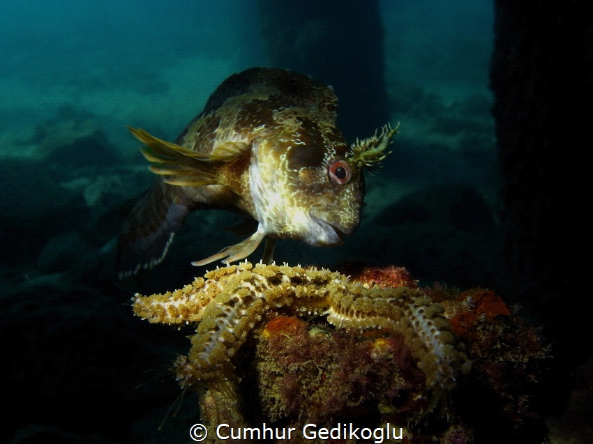 Parablennius gattorugine by Cumhur Gedikoglu 
