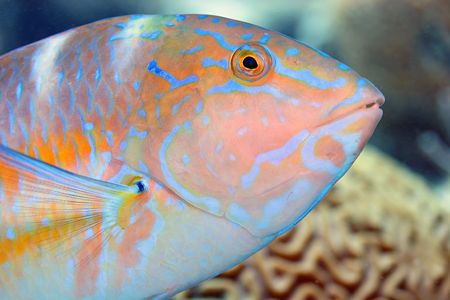 Puddingwife at Southwest Breaker, Bermuda. by Dr Evil 