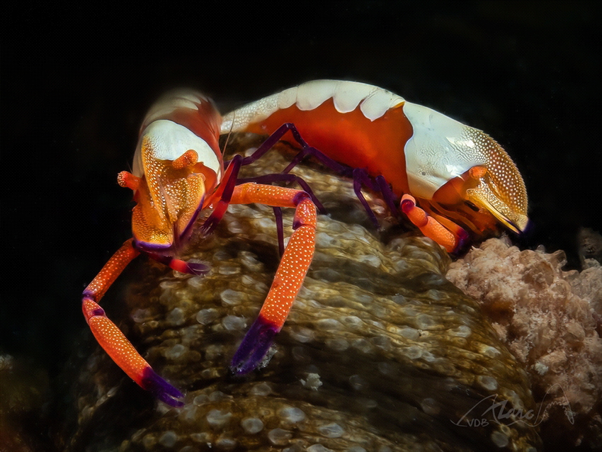 two of a Kind by Marc Van Den Broeck 