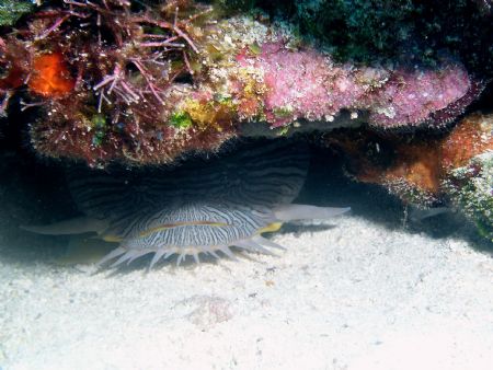 toad fish taken with Olympus 5050 inon d2000 strobe. by Steven Pahel 