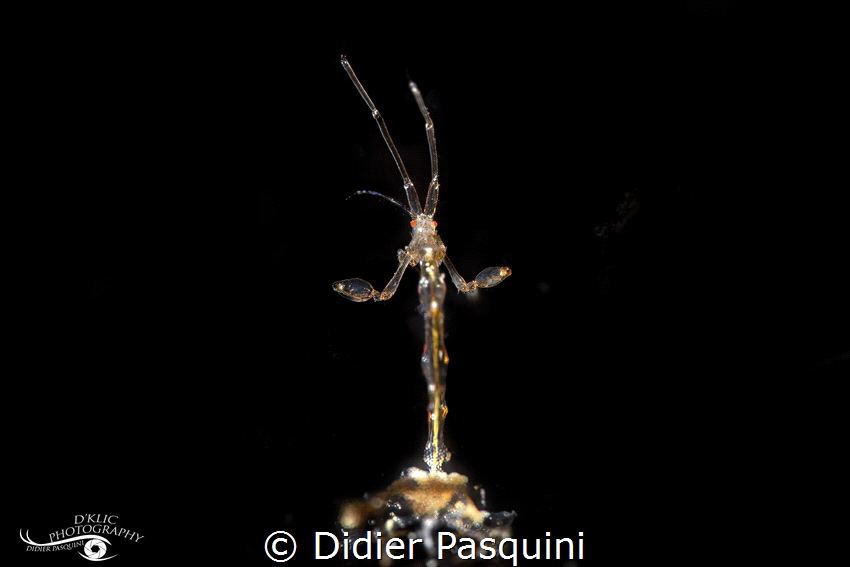 CAPRELLA SPP. 
REUNION 2023 by Didier Pasquini 