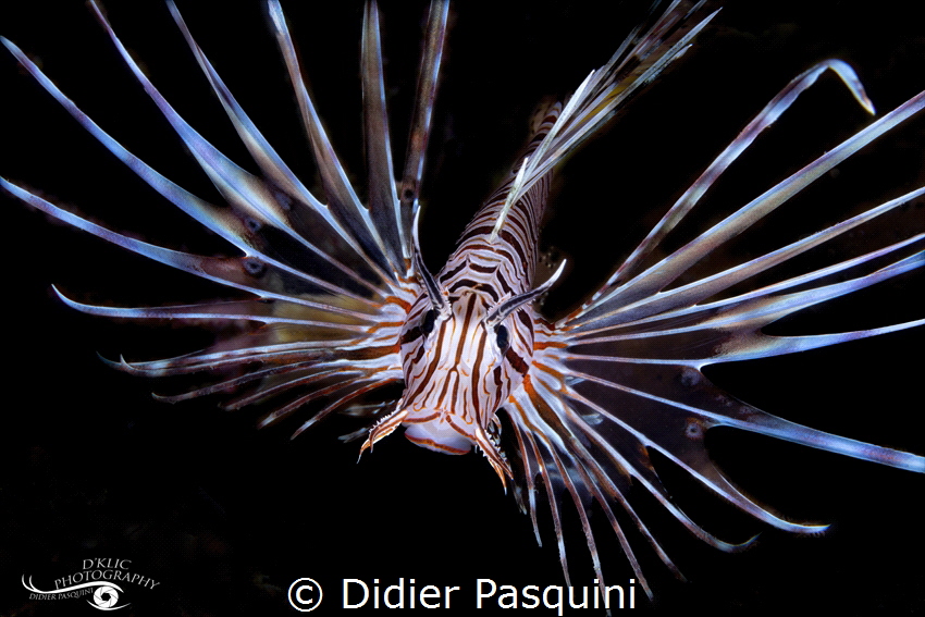 RASCASSE VOLANTE - Pterois Miles 
REUNION 2023 by Didier Pasquini 