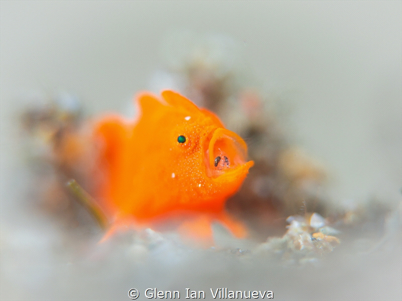This is a photo of a juvenile frogfish caught in the act ... by Glenn Ian Villanueva 