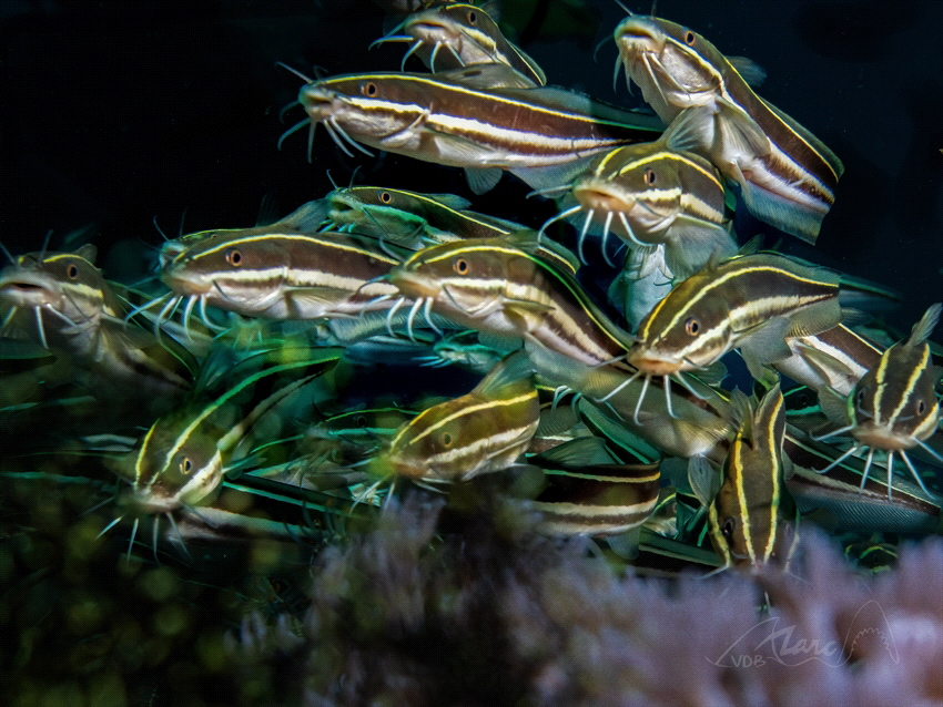 bunch by Marc Van Den Broeck 