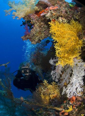 fabulous fiji, taken on bligh reef system with 10.5 super... by Victor Zucker 