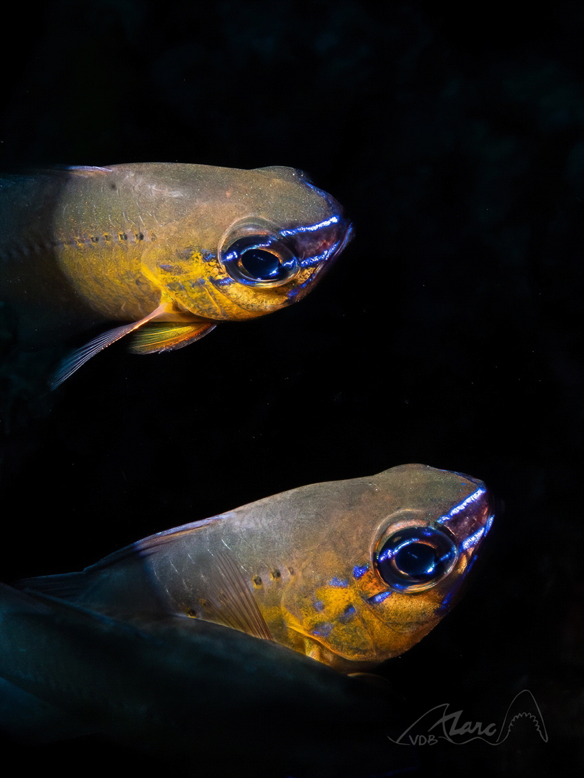 it takes two by Marc Van Den Broeck 
