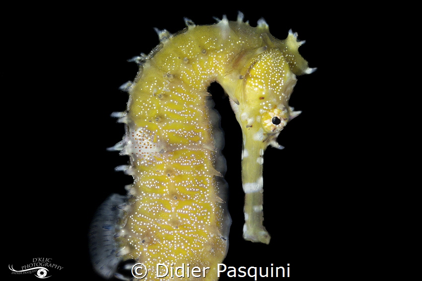 HIPPOCAMPE Hérissé - hippocampus histrix 
NOSY BE 2022 by Didier Pasquini 