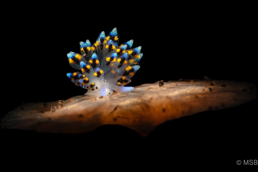 Stiliger sp. by Mehmet Salih Bilal 