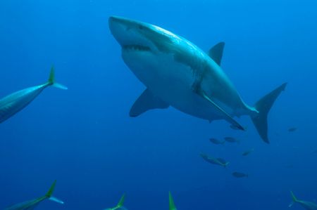 Great White Shark. Guadalupe by Andy Lerner 