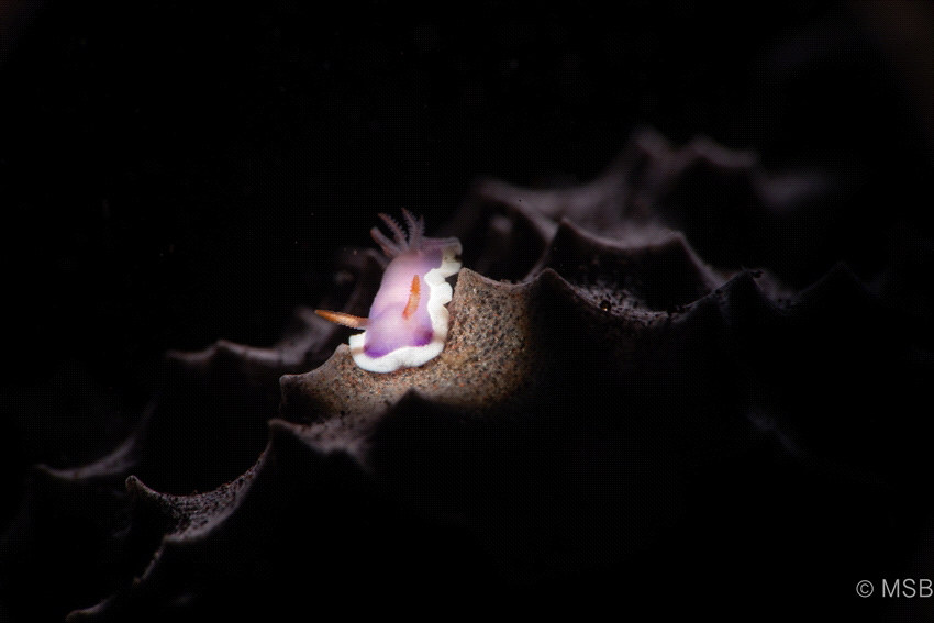 Light games. by Mehmet Salih Bilal 