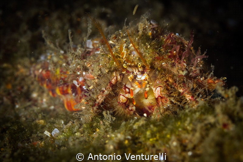 With the poor vis, everything seems brown. You can't imag... by Antonio Venturelli 