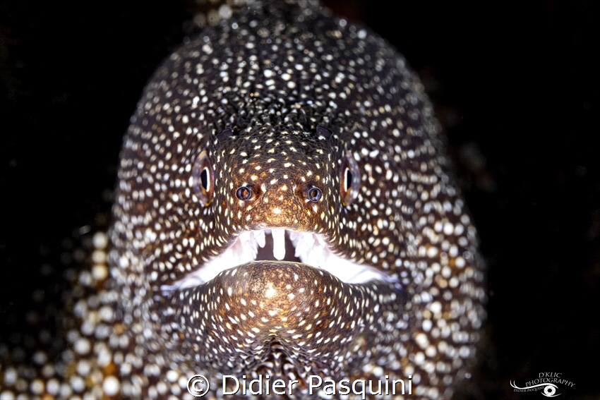 MURENE PONCTUEE - GYMNOTHORAX MELEAGRIS 
REUNION 2023 by Didier Pasquini 