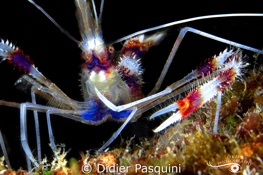 STENOPUS HISPIDUS 
REUNION 2022 by Didier Pasquini 