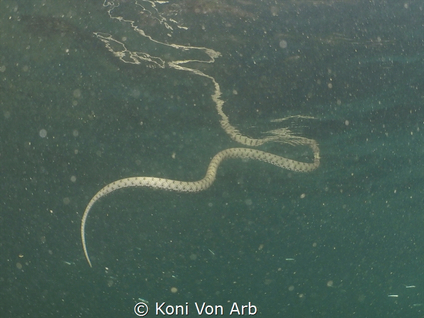 dice snake gets some air by Koni Von Arb 