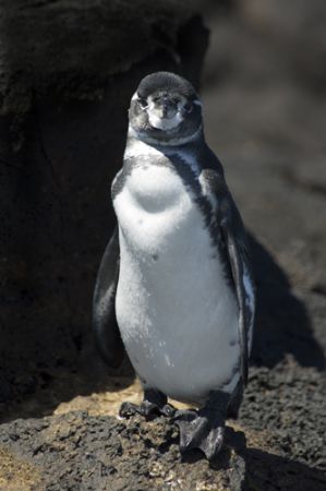 The best man! Galapagos 2006. by Chris Wildblood 