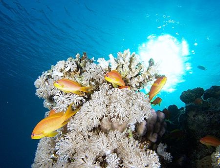 Anthias and sunburst taken at Sharksbay with E300. by Nikki Van Veelen 