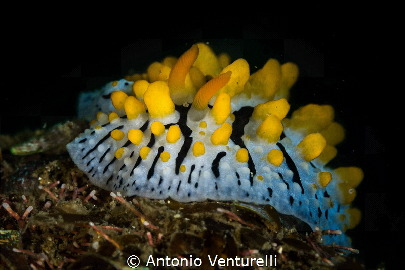 Nudibranch Phyllidia varicosa. Photo taken in Goa, India.... by Antonio Venturelli 