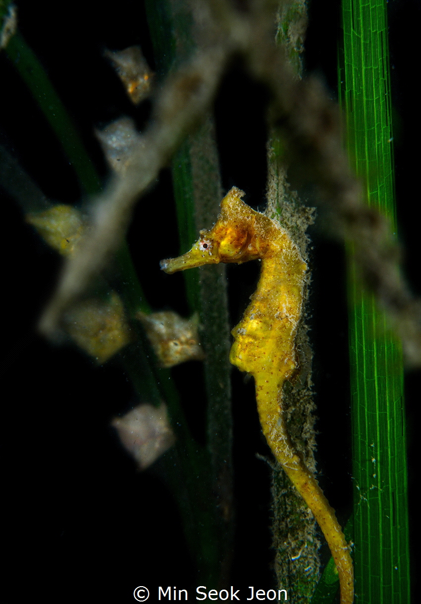 Seahorse and fishes by Min Seok Jeon 