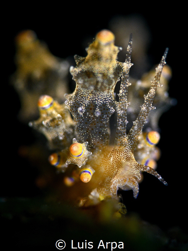 Eubranchus sp. by Luis Arpa 