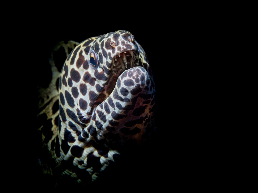 One of the favorite subjects of a lot of photographers. A... by Brenda De Vries 