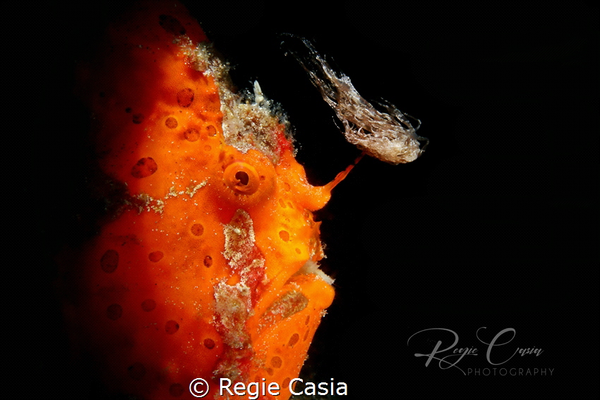 Froggy by Regie Casia 