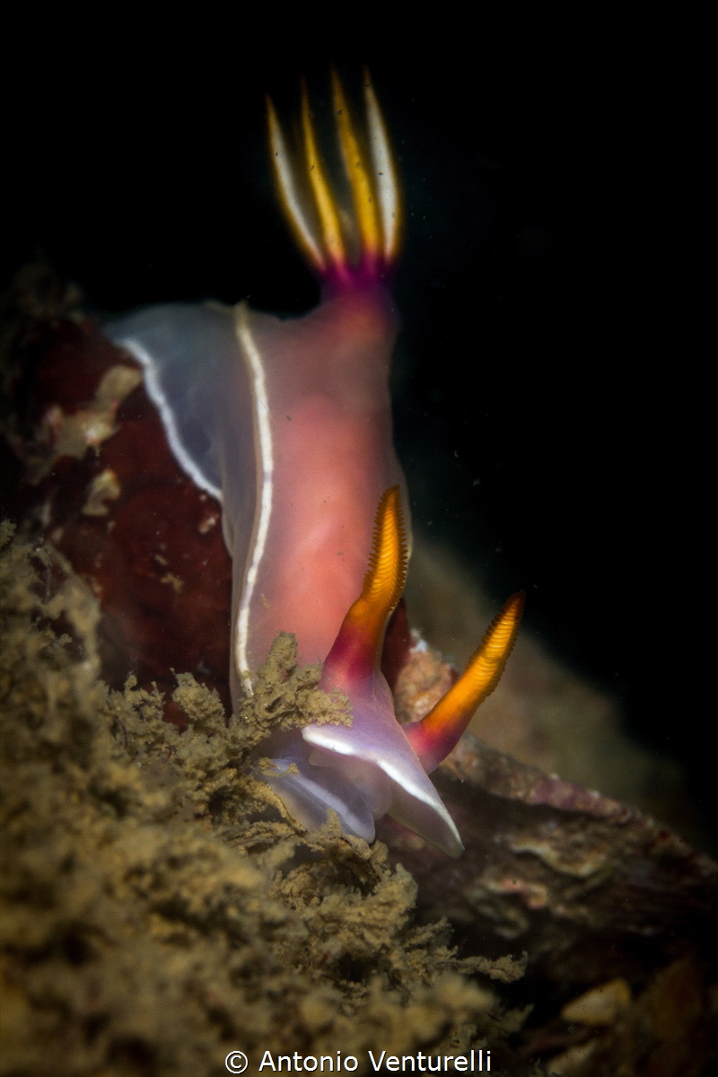 Hypselodoris bullockii nudibranch_Jan2024
(Canon100,1/20... by Antonio Venturelli 