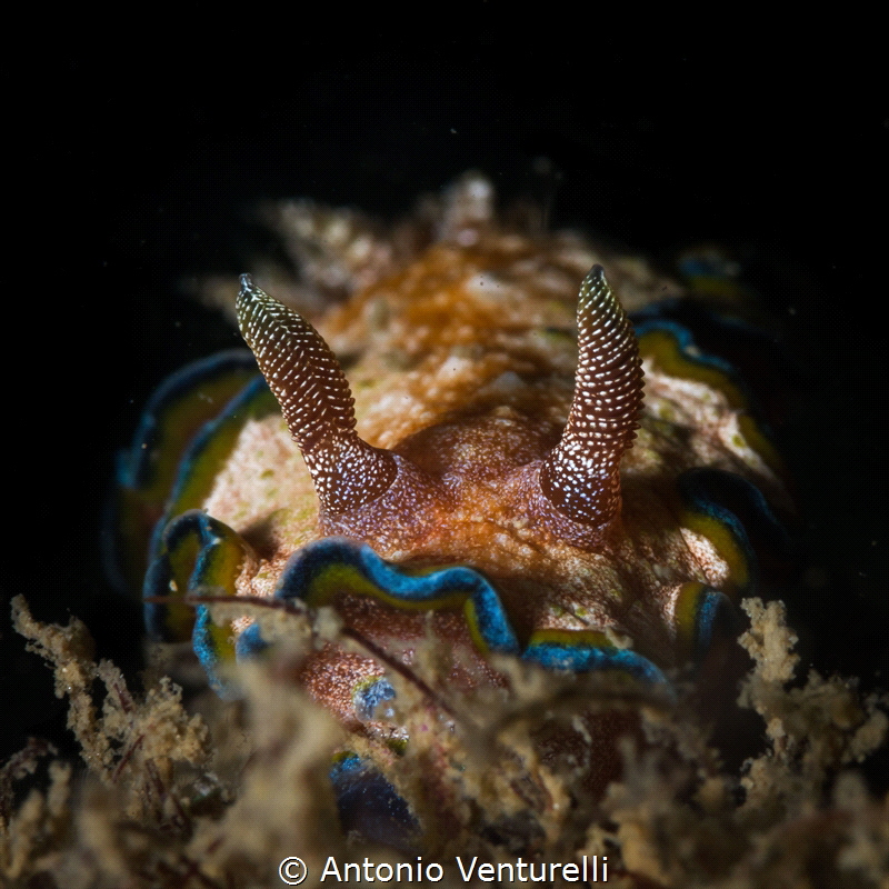 Glossodoris cincta nudibranch_Jan 2024
(Canon100,1/200,f... by Antonio Venturelli 
