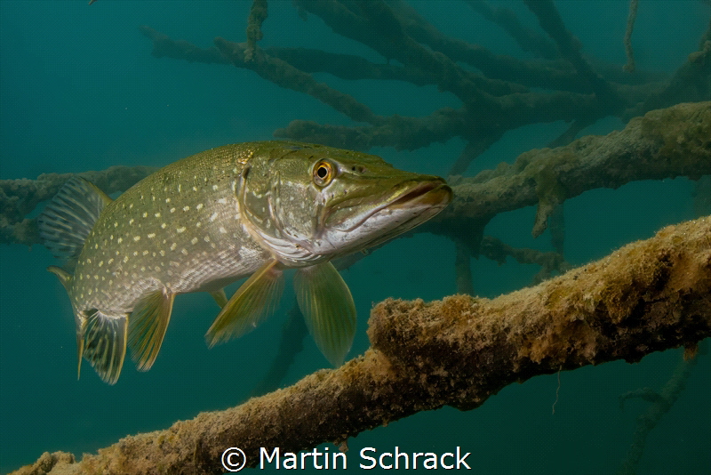 Pike in Weissensee by Martin Schrack 