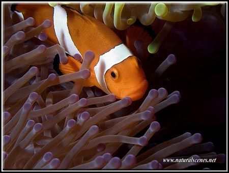 Looks like Mick Jagger pet clown fish. C5050 by Yves Antoniazzo 