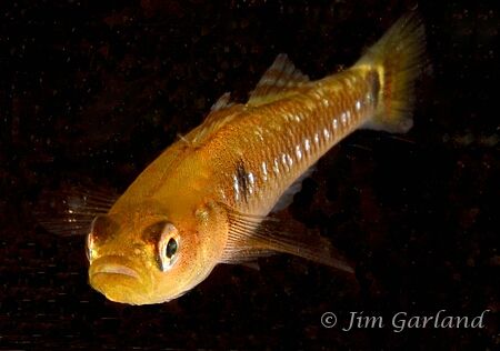 Two-spotted goby by Jim Garland 