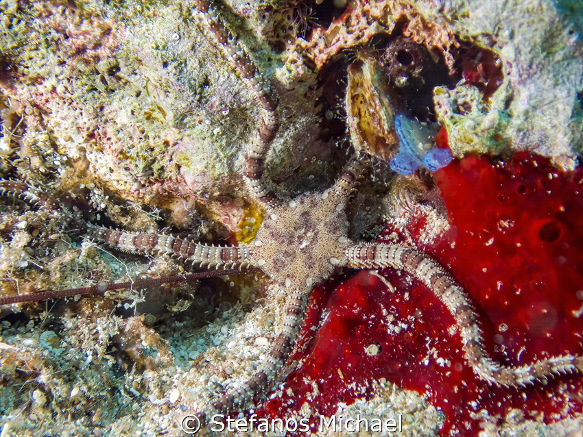Brittle Star - Ophioderma longicauda by Stefanos Michael 