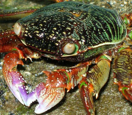 Our resident crab taken just above the water line on step... by Carl Wrightson 