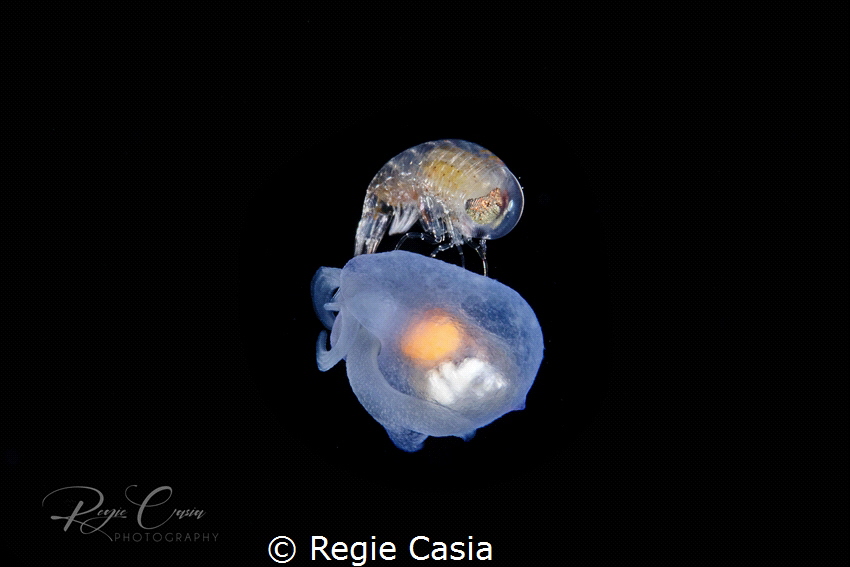 Rinding by Regie Casia 