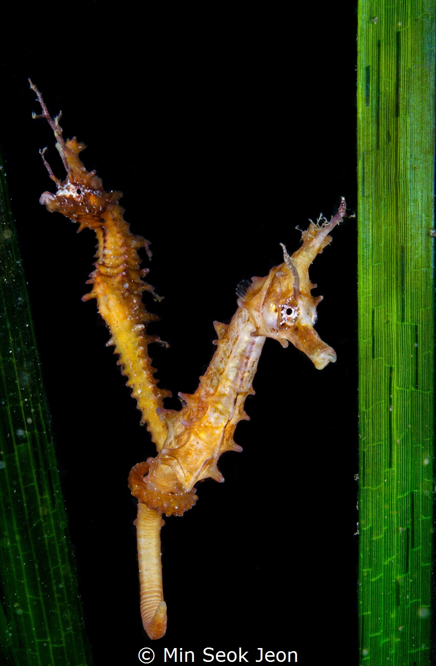 2 seahorses by Min Seok Jeon 