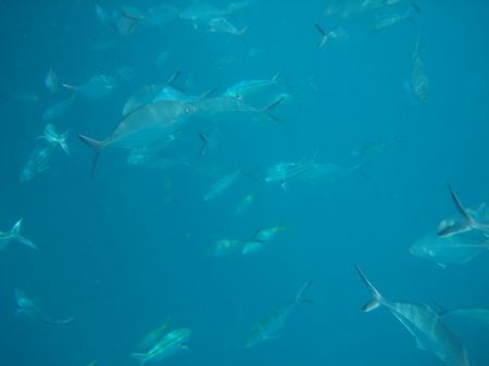 Photo taken at Tioman Marine Park. by Joanne Sim 