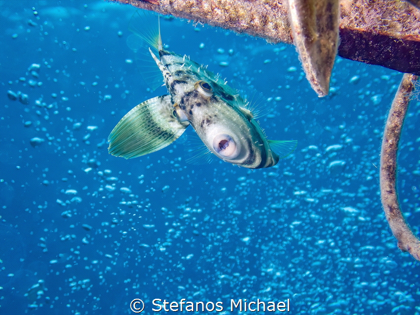 Reticulated Filefish - Stephanolepis diaspros by Stefanos Michael 