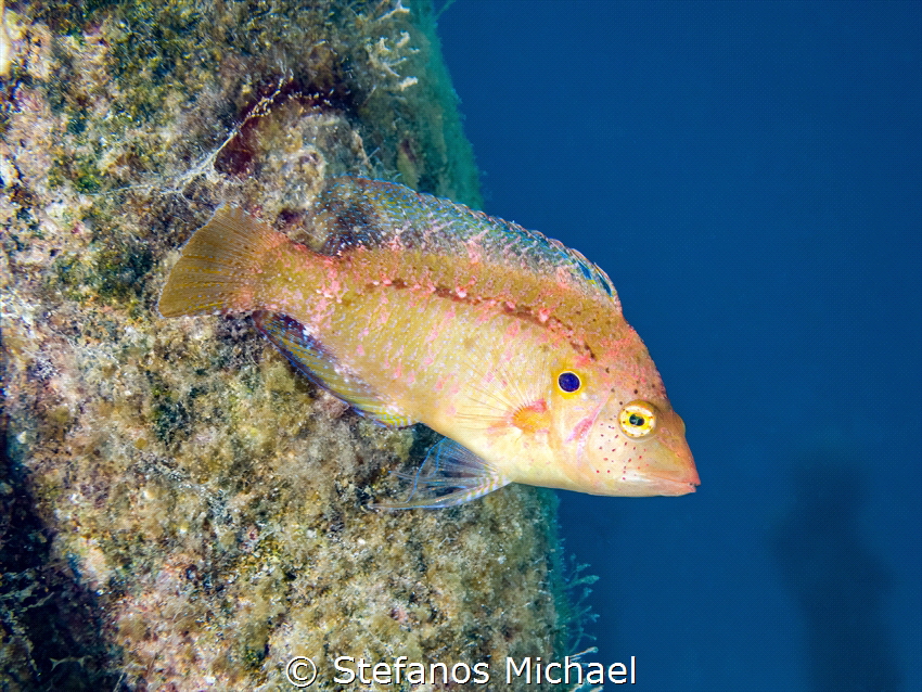 Wrasse - Pteragogus trispilus by Stefanos Michael 