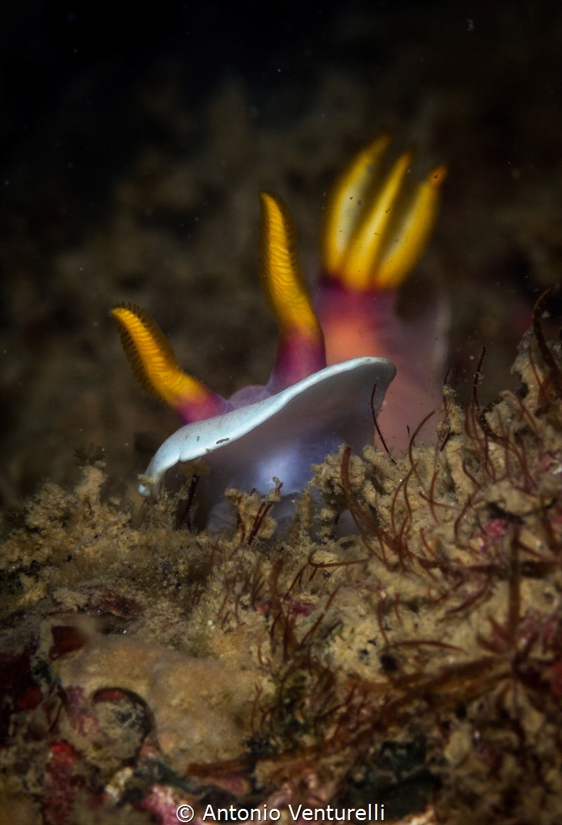 Another photo of a Hypselodoris bullokii with rhinophores... by Antonio Venturelli 