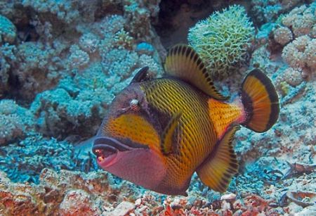 Titan Triger Fish. Taken very carefully as he looked a li... by Simon Reynolds 