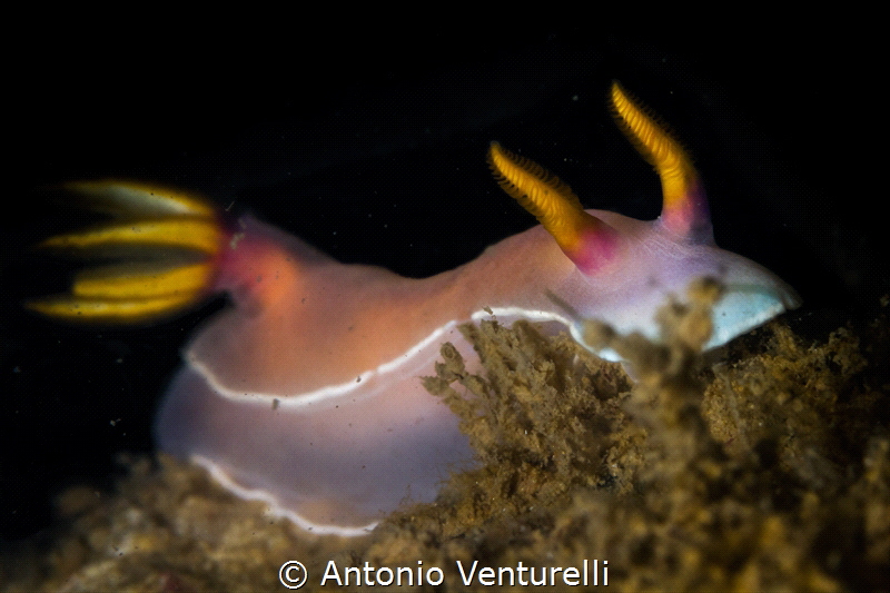 Hypselodoris bullokii_Nha Trang_Jan2024
(Canon100, 1/200... by Antonio Venturelli 