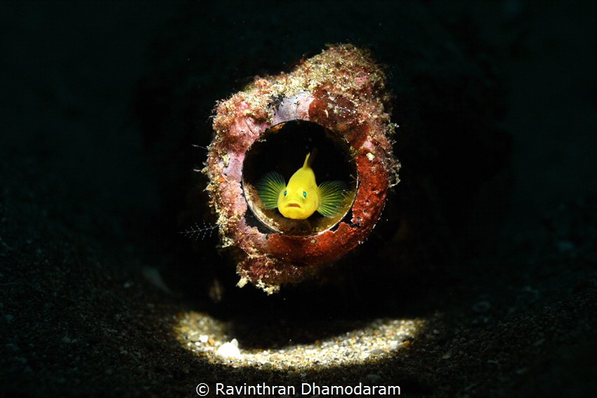 ended up with one not two the other was too shy to come o... by Ravinthran Dhamodaram 