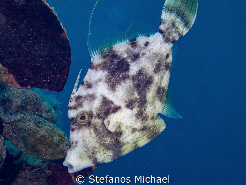 Reticulated Filefish - Stephanolepis diaspros by Stefanos Michael 