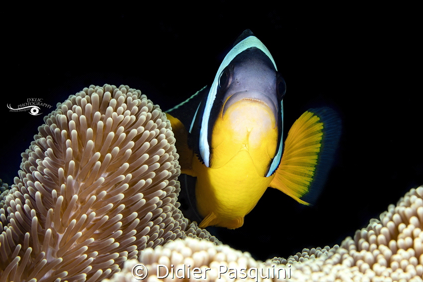 POISSON CLOWN DE MAURICE - Amphiprion chrysogaster 
REUN... by Didier Pasquini 