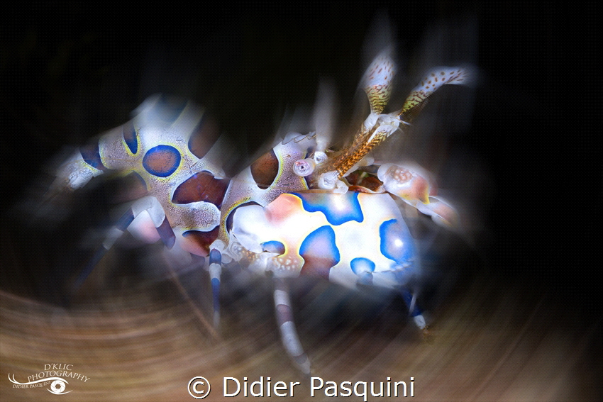 CREVETTE ARLEQUIN Hymenocera picta 2022.01.18-148b by Didier Pasquini 