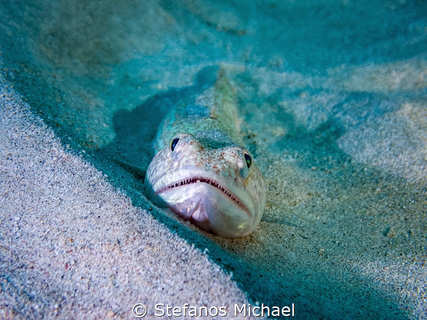 Atlantic Lizardfish - Synodus saurus by Stefanos Michael 