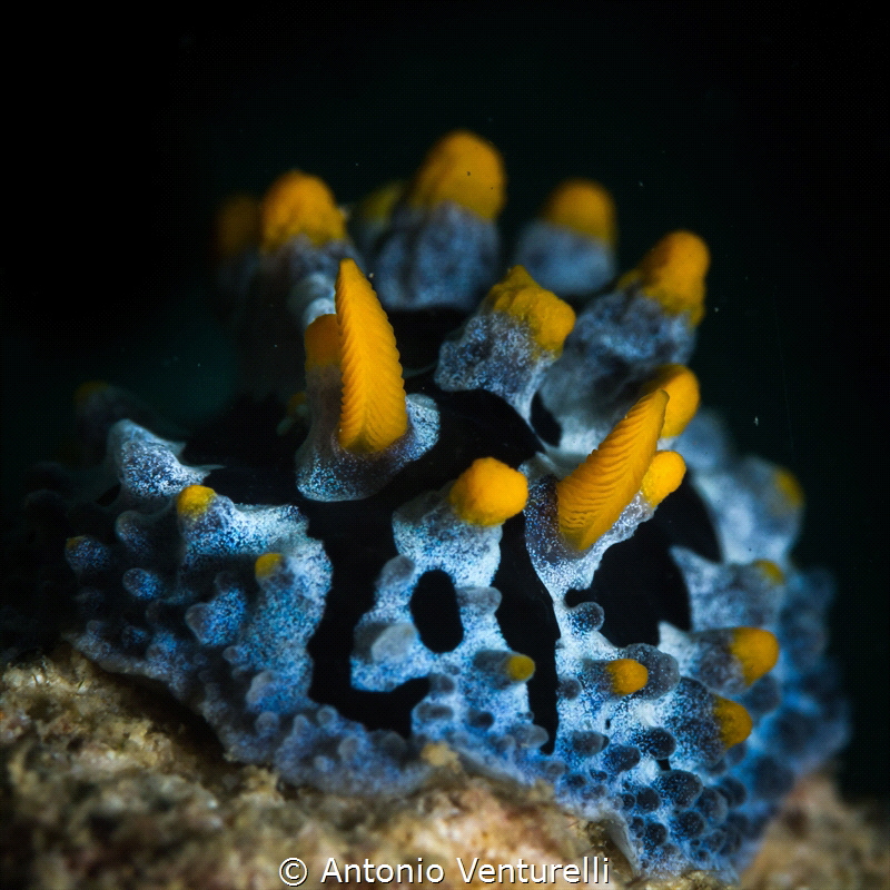 Scrambled egg nudibranch_Jan 2024
(Canon100,1/200,f14,is... by Antonio Venturelli 