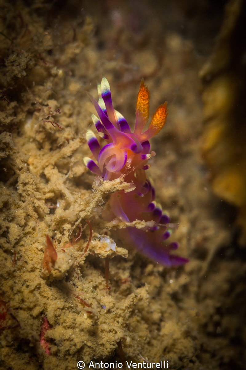 Flabellina exoptata_Jan 2024
(Canon100,1/200,f16,iso100) by Antonio Venturelli 
